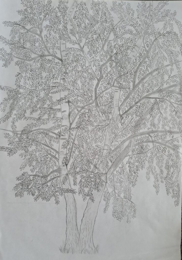 beech