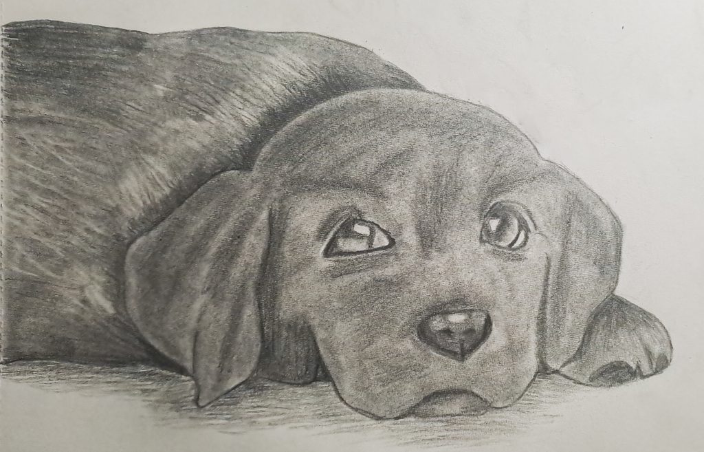 puppy